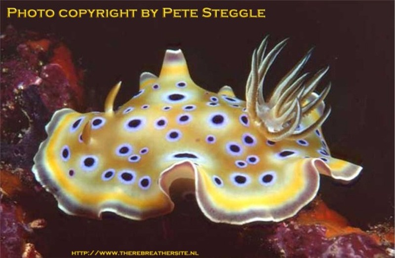 Nudibranch by Peter Steggle