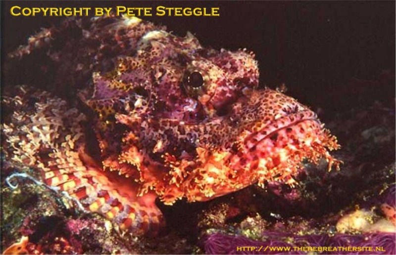 Scorpionfish by Peter Steggle