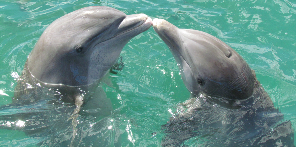Jean Michel Urbani Dolphin Kiss 001